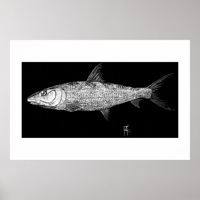 Bonefish Scratch art Poster (Front)