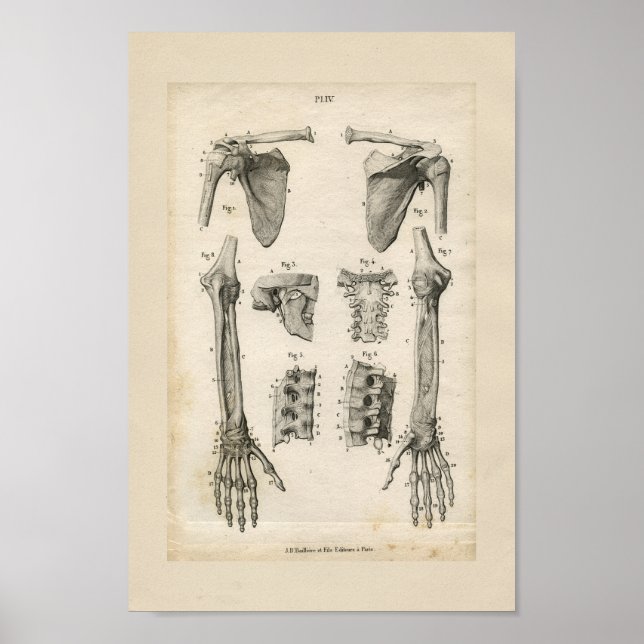 Bones of the Arm Vintage Anatomy Print (Front)