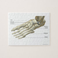 Bones of the Foot 15