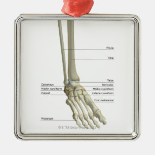 Bones of the Foot 6 Metal Tree Decoration