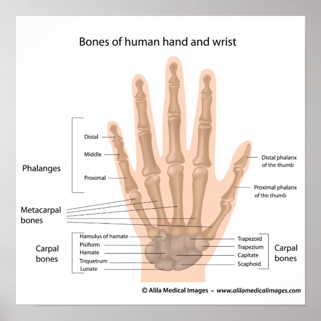 Bones of the hand, labelled diagram. poster (Front)