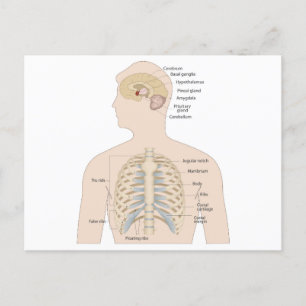  Bones of the human chest  Postcard