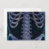 Bones of the Lower Back 2 Postcard (Front/Back)