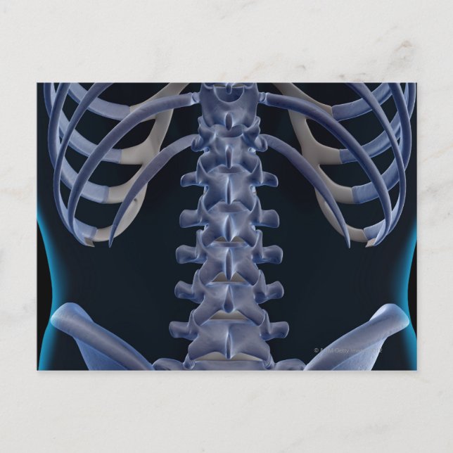 Bones of the Lower Back 2 Postcard (Front)