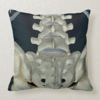 Bones of the Lower Back