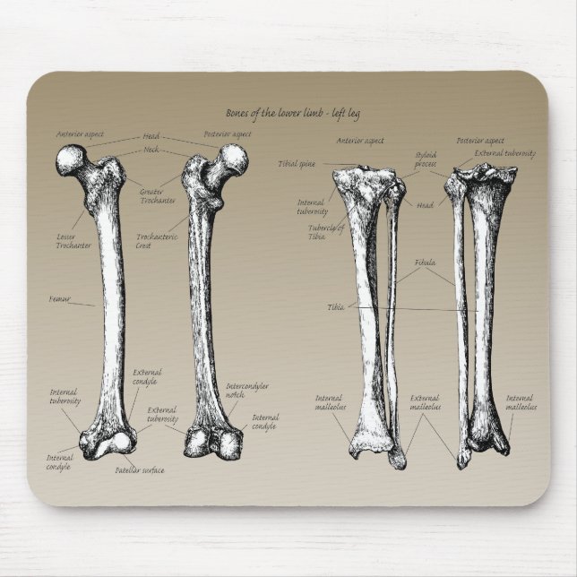 Bones of the lower limbs mouse pad (Front)
