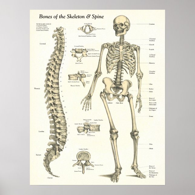 Bones of the Skeleton & Spine Anatomy Poster (Front)