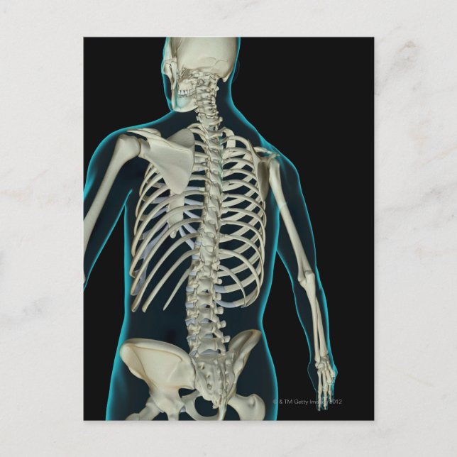 Bones of the Upper Body 2 Postcard (Front)