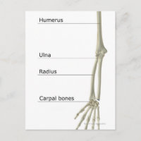 Bones of the Upper Limb