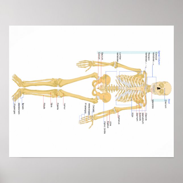 Bones Poster (Front)
