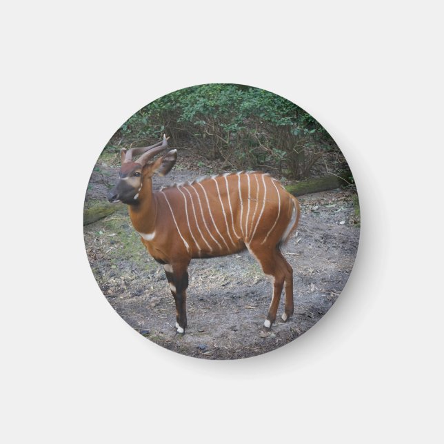 Bongo (Antelope) Magnet (Front)