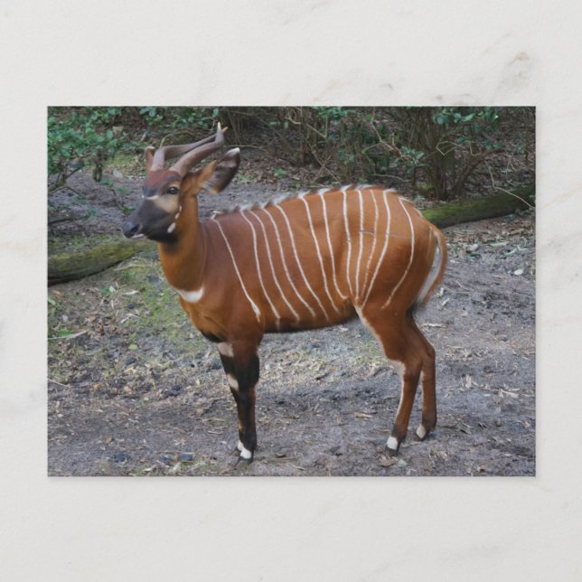 Bongo (Antelope) Postcard (Front)