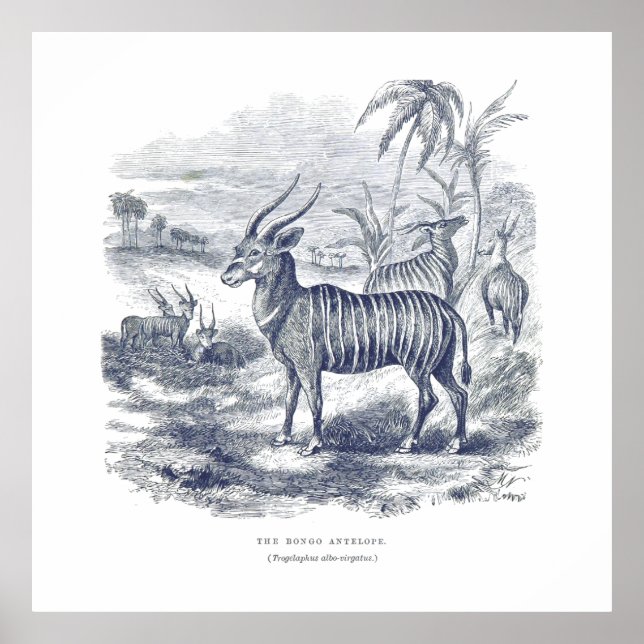 Bongo Antelope Premium Canvas (Gloss) Poster (Front)