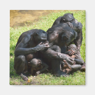 Bonobo Apes Magnet