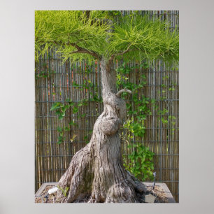 Bonsai Eejit Tree  Poster