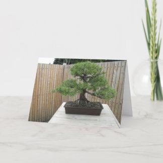 Bonsai Mugo Pine Thank You Card