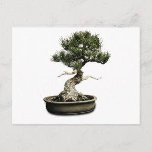 Bonsai Postcard