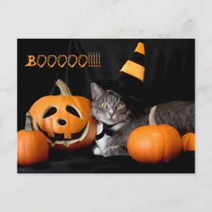 Boo Halloween Postcard with Cat
