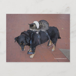 Booger, Kitty, and Mousey on State Street Postcard