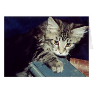 Books and Cats