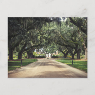 Boone Hall Oaks Postcard