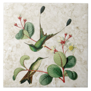 Booted Racket Tail Hummingbirds Ceramic Tile
