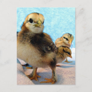 Boots and Friends, Chicks Postcard