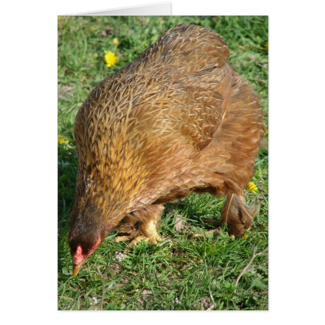 Boots the Hen (Front)