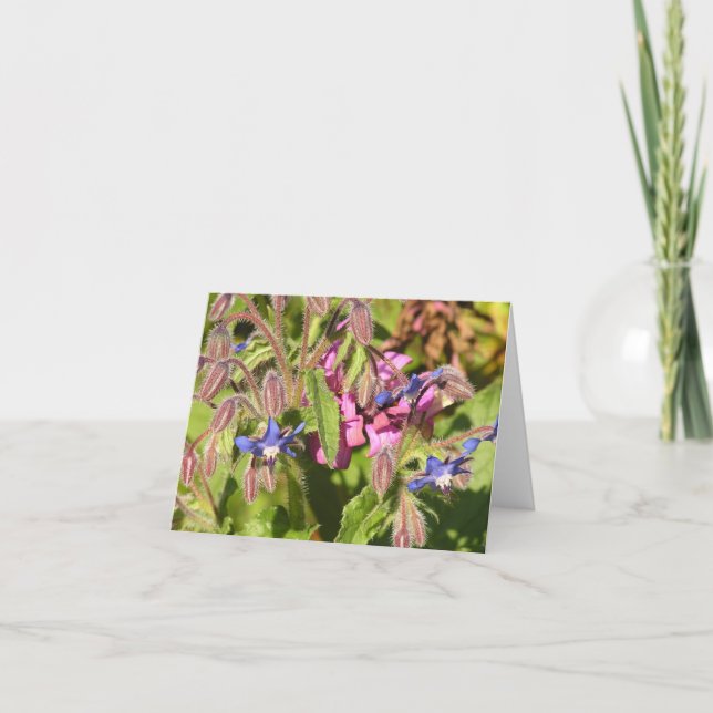 Borage (Borago officinalis) card (Front)