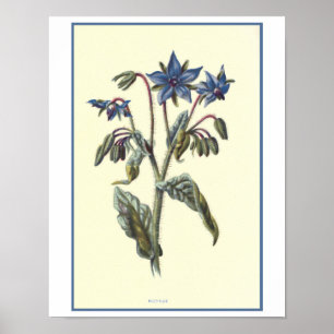 "Borage" Botanical Illustration Poster