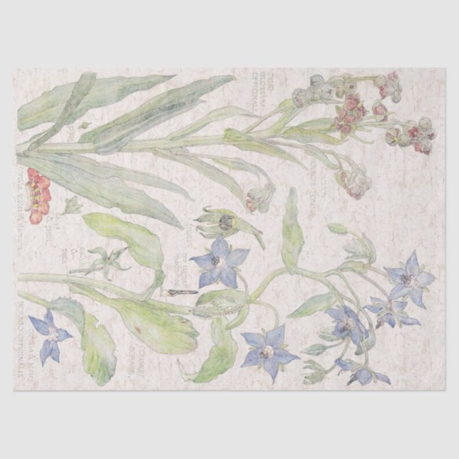 Borage Wildflower Flowers Tissue Paper (Front)