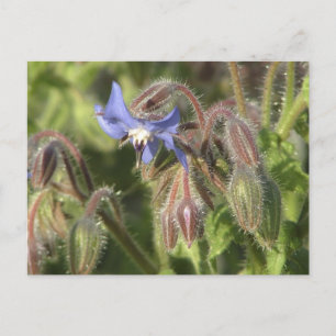 Borago officinalis flowers postcard
