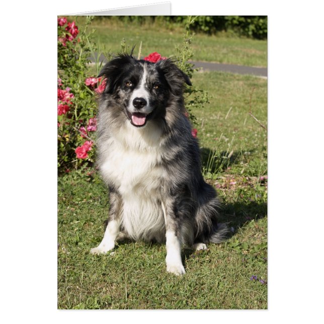 Border Collie (Front)