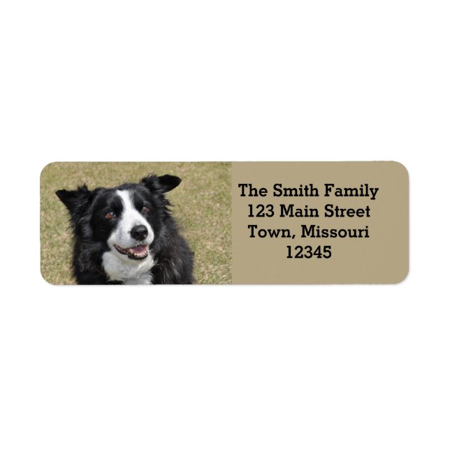 Border collie (Front)