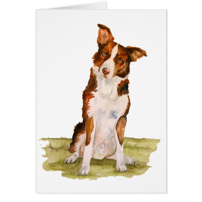 Border Collie (Front)