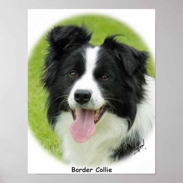 Border Collie 9A14D-25 Poster (Front)