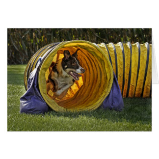 Border Collie Agility Card