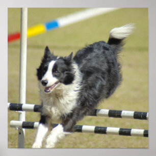 Border Collie Agility Poster