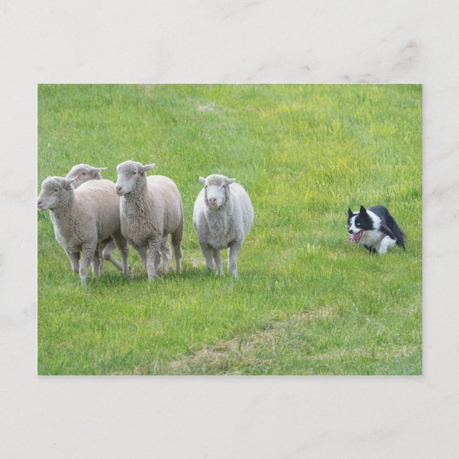 Border Collie and Ewes Postcard (Front)