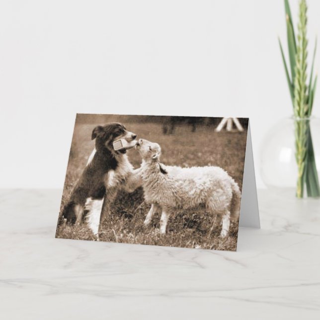 Border Collie and Lamb~Photo Card (Front)