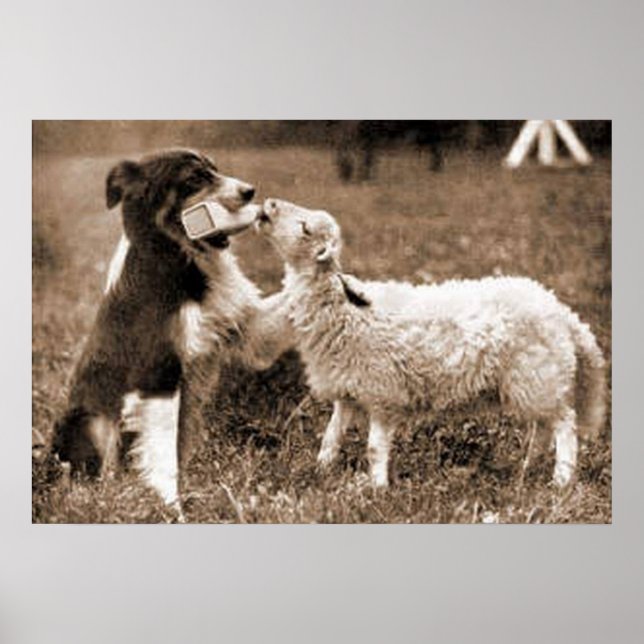 "Border Collie and Lamb"~Poster Poster (Front)