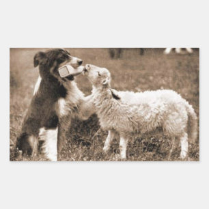 "Border Collie and Lamb"~Sticker Rectangular Sticker