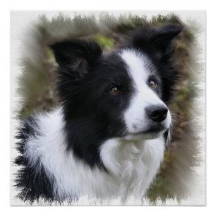 Border Collie Art Poster