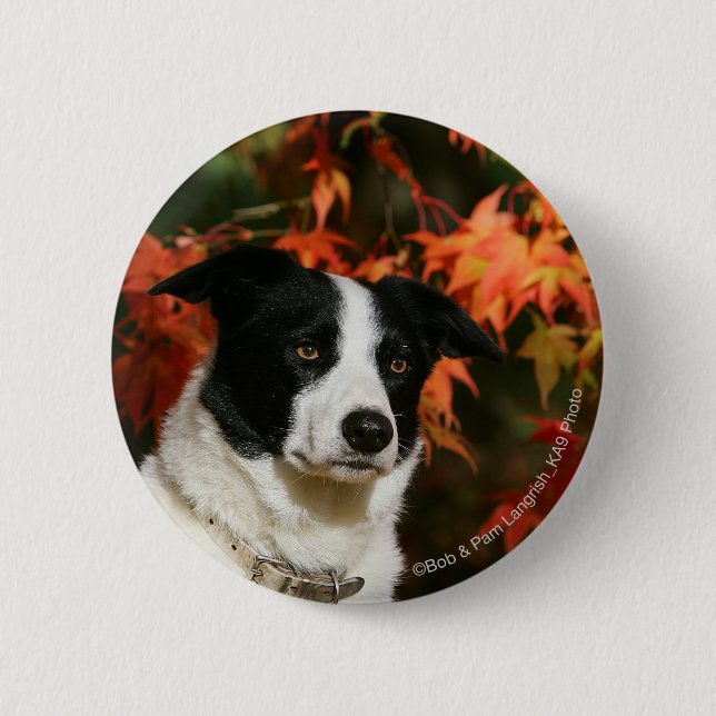 Border Collie Autumn Headshot 6 Cm Round Badge (Front)