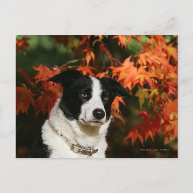 Border Collie Autumn Headshot Postcard (Front)