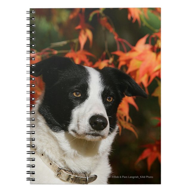 Border Collie Autumn Headshot Spiral Notebook (Front)