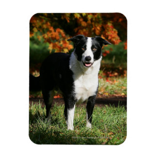 Border Collie Autumn Standing Magnet