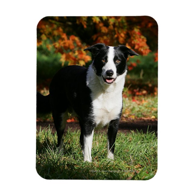 Border Collie Autumn Standing Magnet (Vertical)