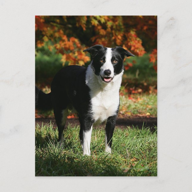 Border Collie Autumn Standing Postcard (Front)