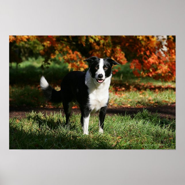 Border Collie Autumn Standing Poster (Front)